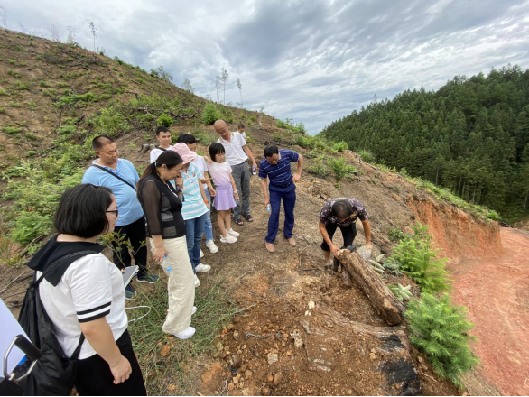 貴州茯苓：良種選育提質增效促發展。