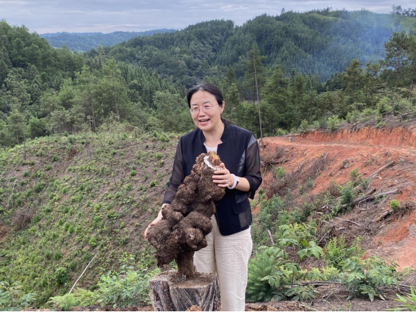 貴州茯苓：良種選育提質增效促發展。