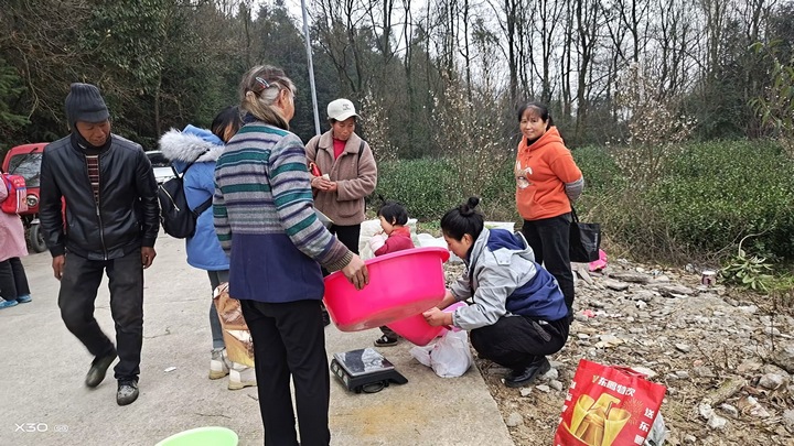 圖為茶場茶葉采收。