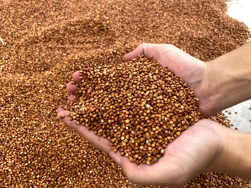 習水縣程寨鎮：監督靠前 營造好“糧”風。