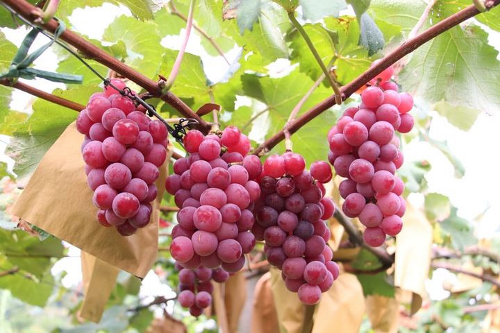 葡萄豐收。