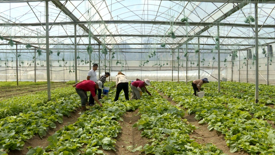 修文縣陽明洞街道程官村蔬菜基地。