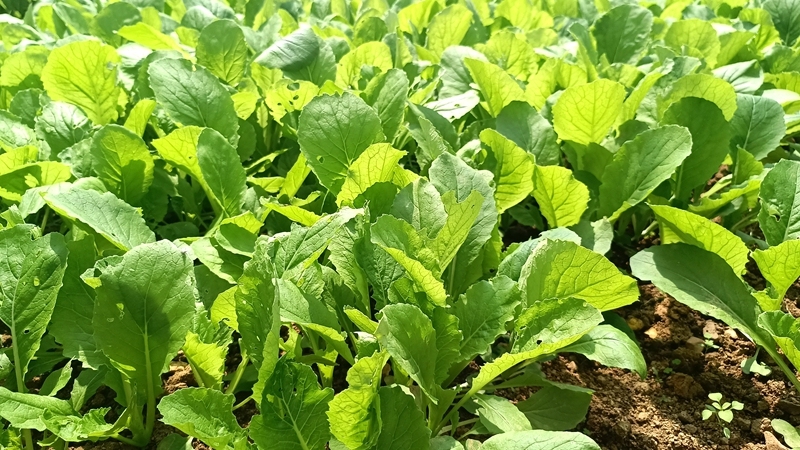 小白菜長勢良好。