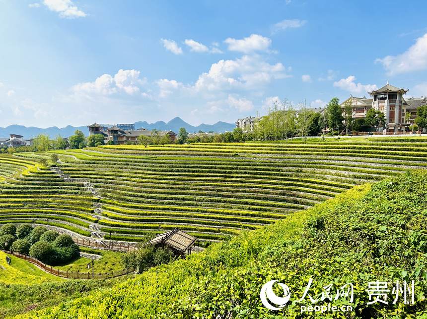 大方縣古彝梯田風景如畫。人民網 敖嘉鈺攝