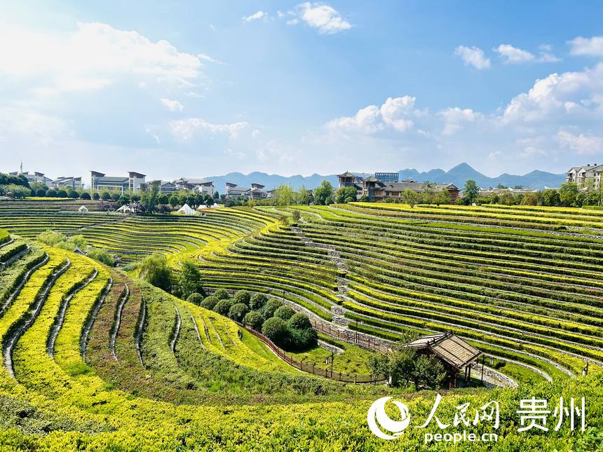 大方縣古彝梯田風景如畫。人民網 敖嘉鈺攝