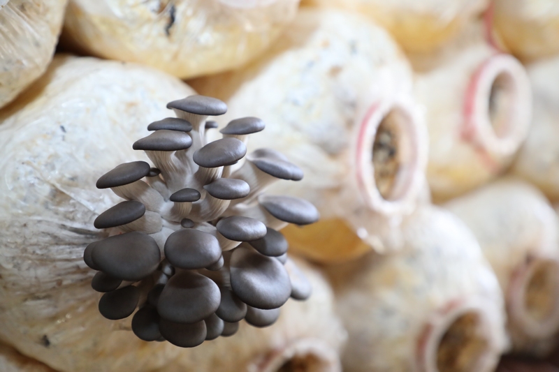 夏家坪子種植基地作物——平菇。劉大珩攝