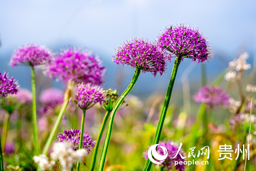 韭菜坪景區盛開的韭菜花。人民網 涂敏攝