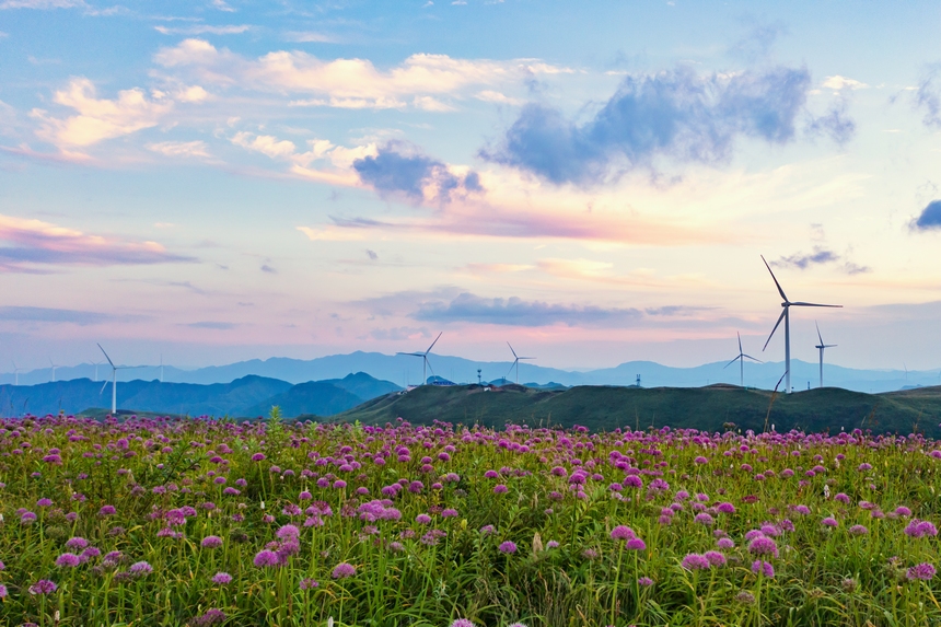 韭菜坪景區萬畝韭菜花盛開。高文義攝