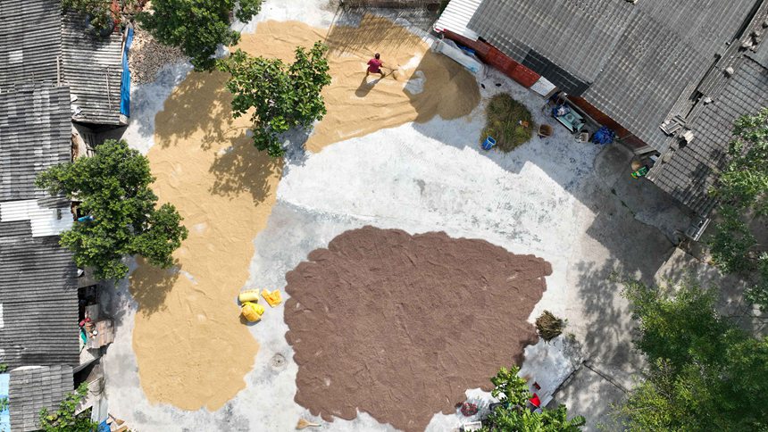 村民在開陽縣禾豐鄉馬頭村晾曬稻谷。袁福洪攝