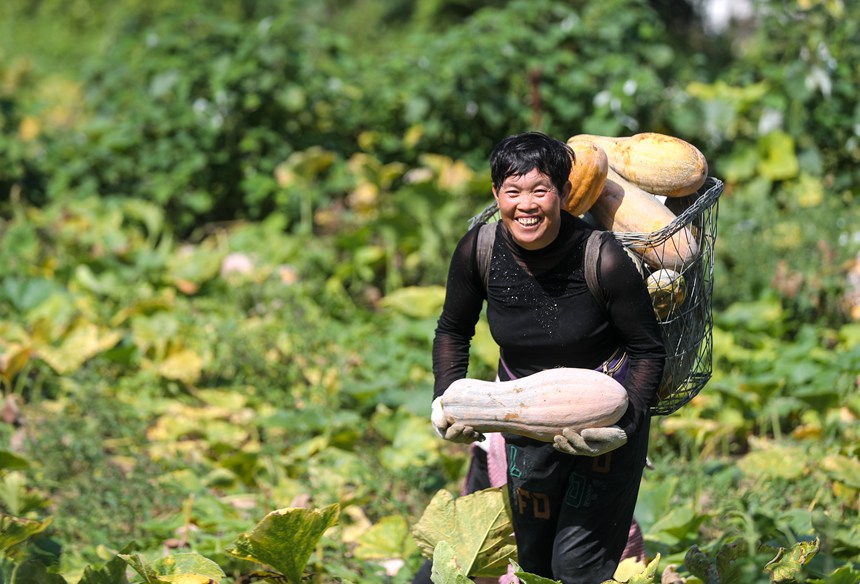 村民在開陽縣楠木渡鎮黃木村采收南瓜。袁福洪攝