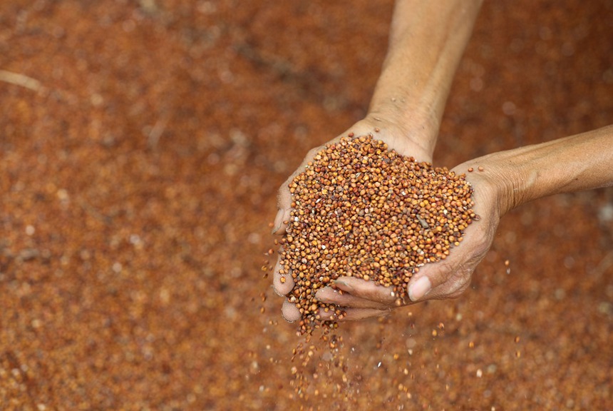 村民在開陽縣永溫鎮雙合村高粱種植基地查看高粱飽粒情況。袁福洪攝