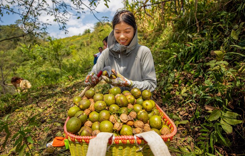 初秋時節，貴州赫章縣朱明鎮7萬多畝核桃陸續迎來采摘季，村民們正搶抓農時采摘，確保核桃豐產豐收。這是村民剝新鮮核桃。 李學友 攝