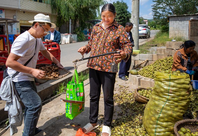 初秋時節，貴州赫章縣朱明鎮7萬多畝核桃陸續迎來采摘季，村民們正搶抓農時采摘，確保核桃豐產豐收。這是村民銷售新鮮核桃。 李學友攝