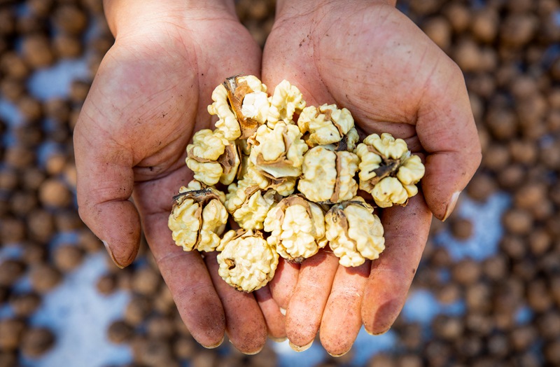 初秋時節，貴州赫章縣朱明鎮7萬多畝核桃陸續迎來采摘季，村民們正搶抓農時采摘，確保核桃豐產豐收。這是村民展示新鮮核桃。 李學友攝