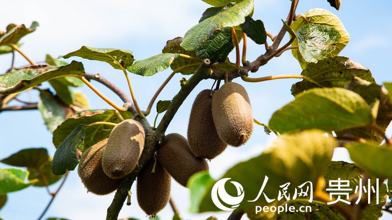 平灘村獼猴桃。實習生 張宇攝