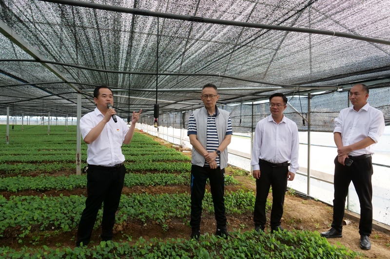 東莞市大朗鎮黨委書記郭懷（左二）晉帶隊考察何壩村淫羊藿育苗基地。