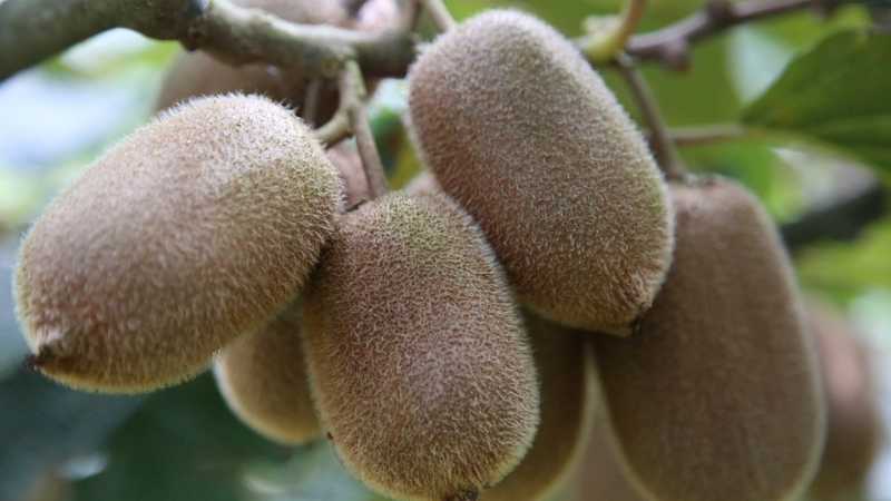 修文縣獼猴桃 姜繼恒 攝.jpeg