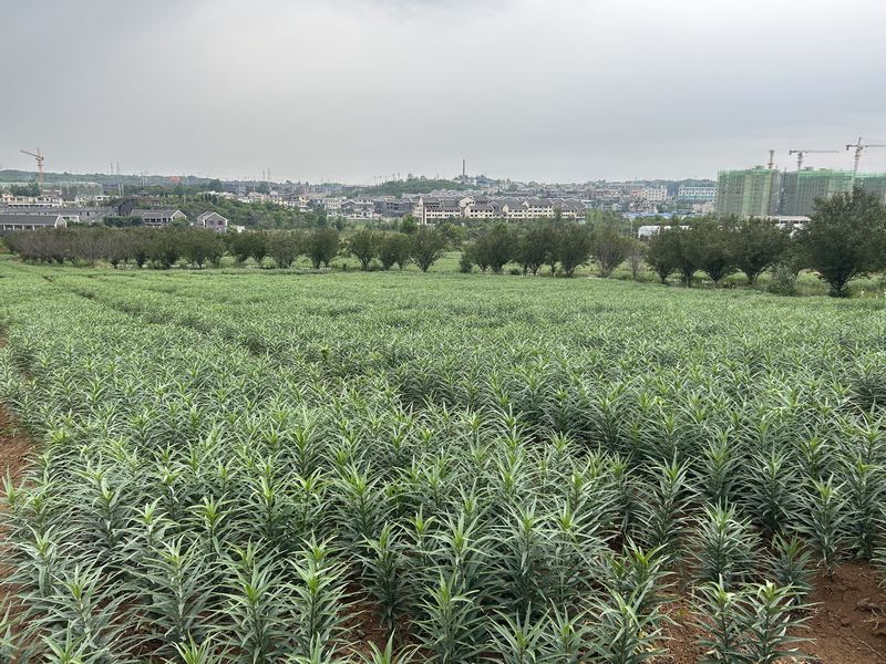 清鎮市衛城鎮食用百合種植基地2.jpg