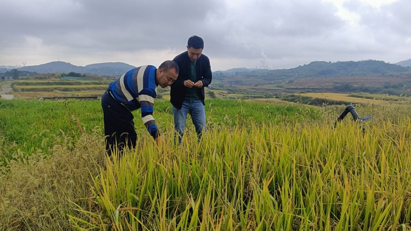 相關負責人正在查看稻谷狀況 姜繼恒 攝.jpg