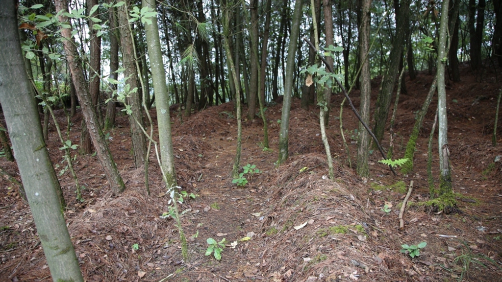 林場下種赤松茸。姜繼恒攝