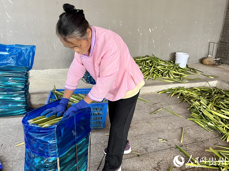 2.村民正在將冬茭裝袋。人民網 李麗萍攝