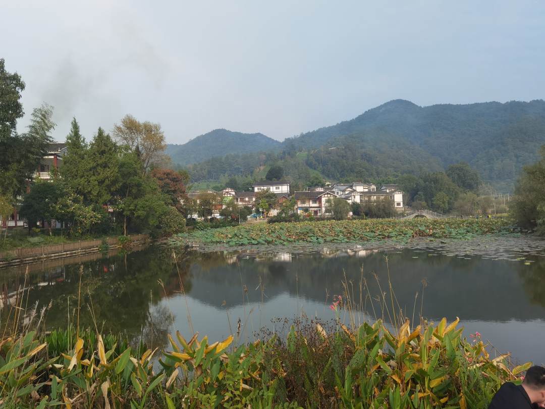 荷塘秋色。魏容 攝