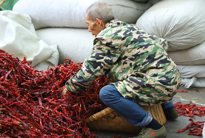 工人將干辣椒打包裝袋。顧蘭云攝