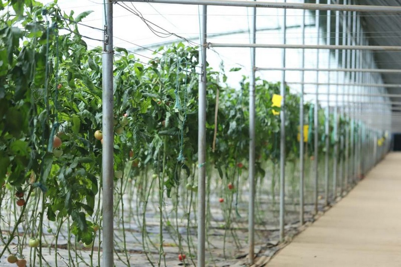 高質量發展調研行 |“科技范”的大棚里滿載豐收希望【6】