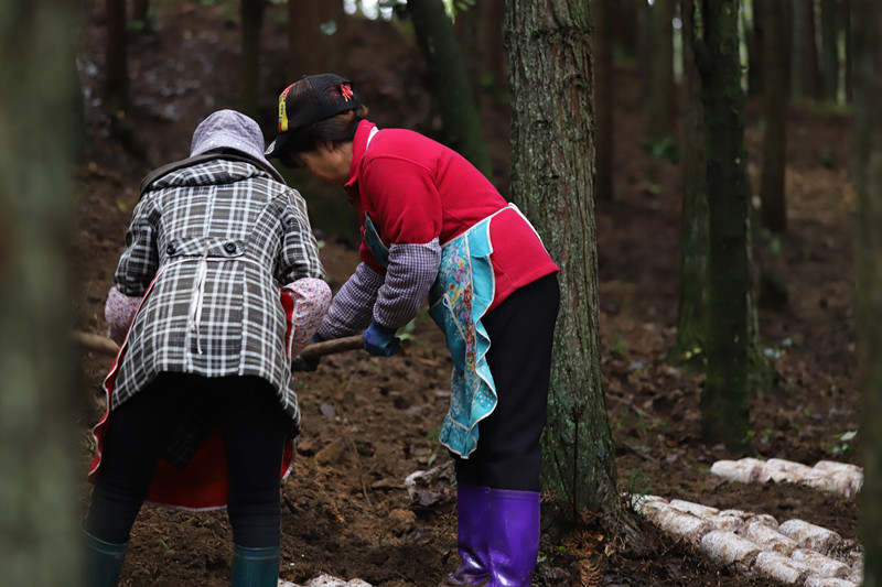  圖為工人對菌棒進行埋栽。