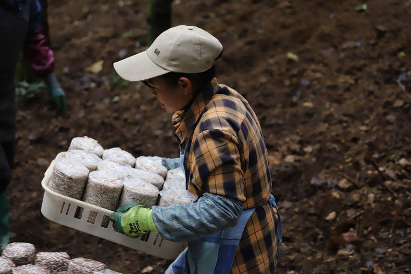  圖為工人將菌棒整理好，準備進行擺放。
