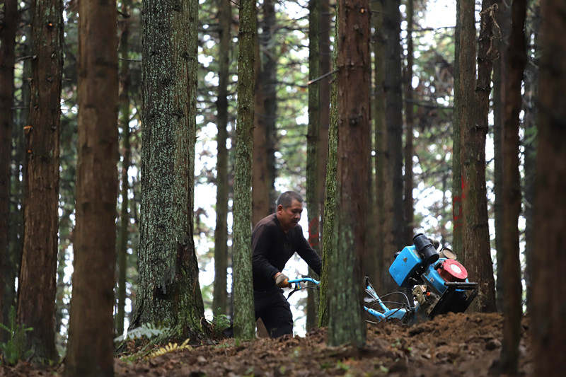  圖為工人犁地為種植紅托竹蓀做準備。