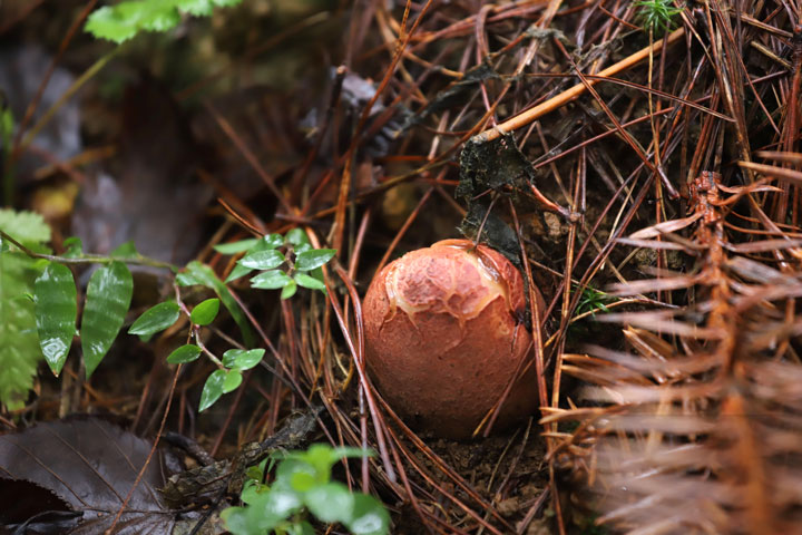 處于破口期的紅托竹蓀。顧蘭云攝