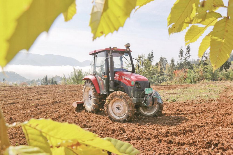 楓香溪鎮寨上村群眾駕駛耕田機在田間來回穿梭。