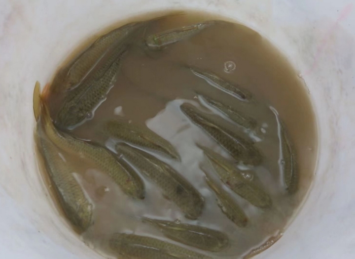 剛捕撈的稻花魚。