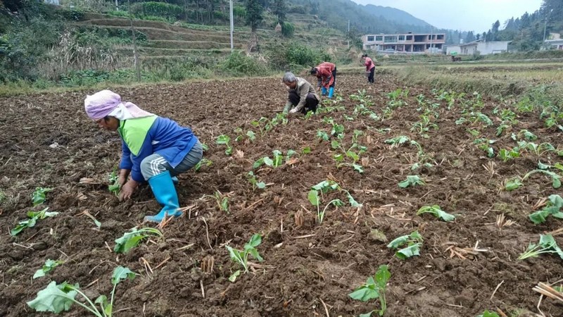 實興鄉秋冬種現場。