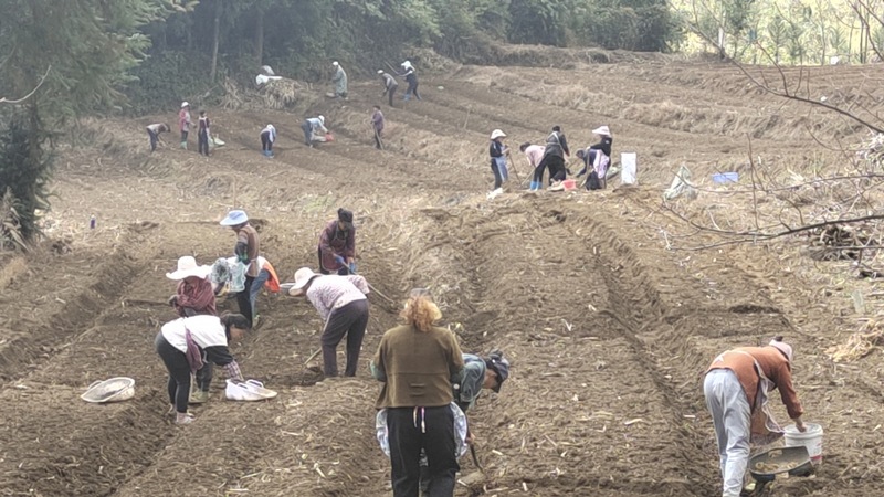 實興鄉秋冬種現場。