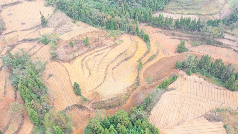 實興鄉秋冬種現場。