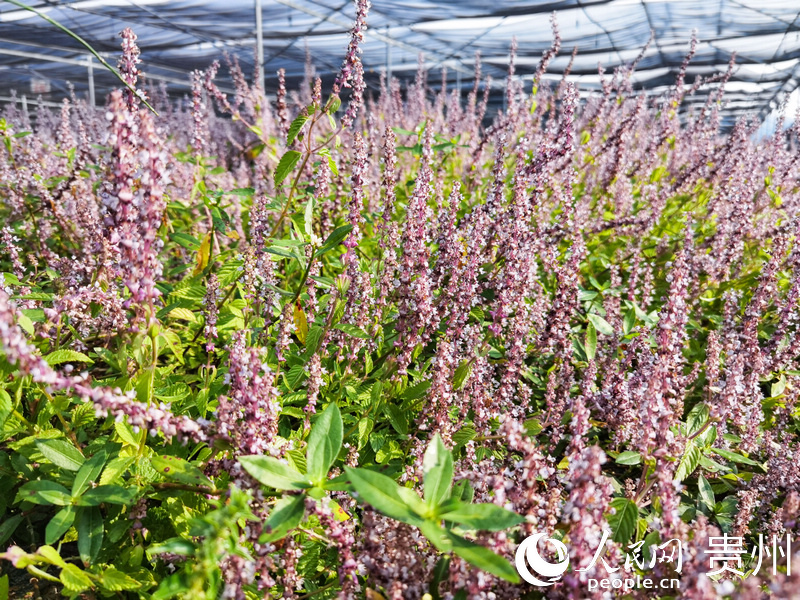 碧江區“油茶+仙草”現代農業產業園內，仙草花開正艷。人民網 王秀芳攝