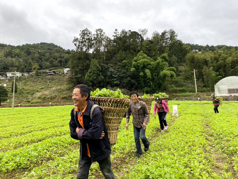 習水滿載油菜的農戶臉上露出微笑。