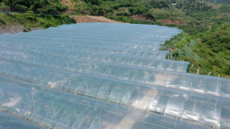 珠遵協作資金建設的大棚。