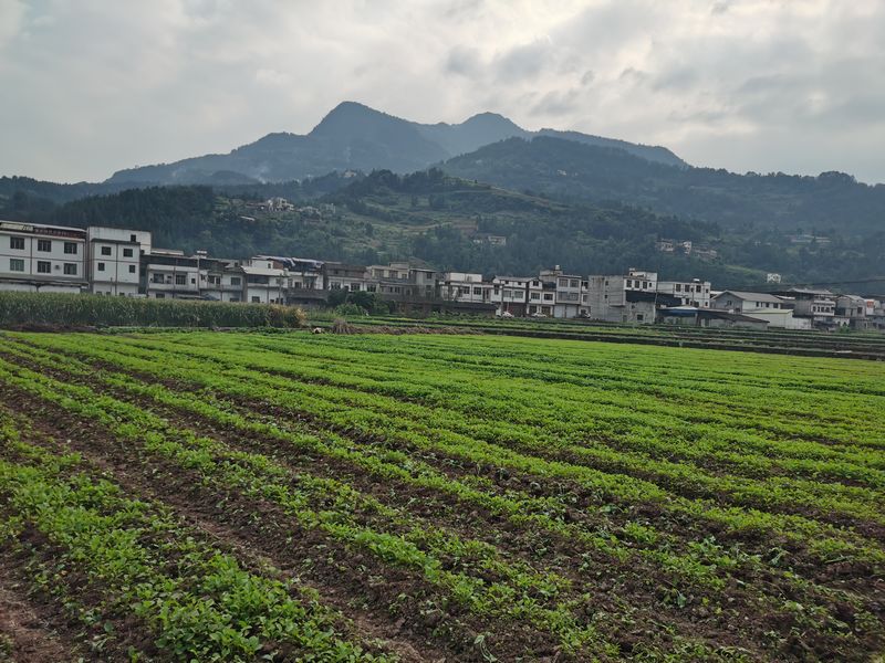 同民鎮壩區油菜育苗點 習水縣融媒體中心供圖.jpg