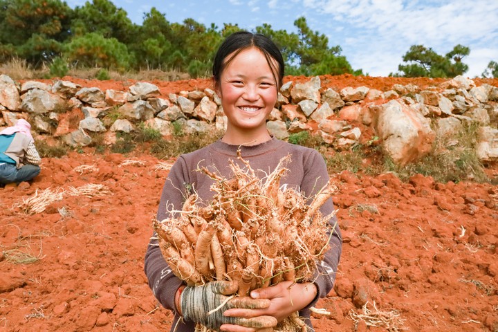 藥農展示自己剛采挖的黨參。趙慶能攝