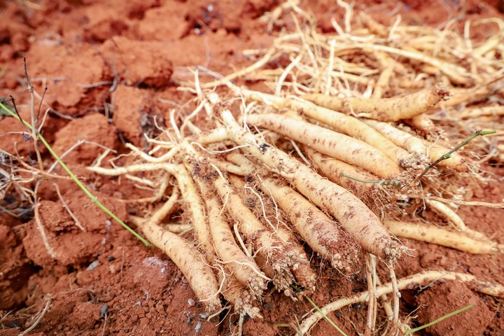 藥農剛采挖的黨參。趙慶能攝