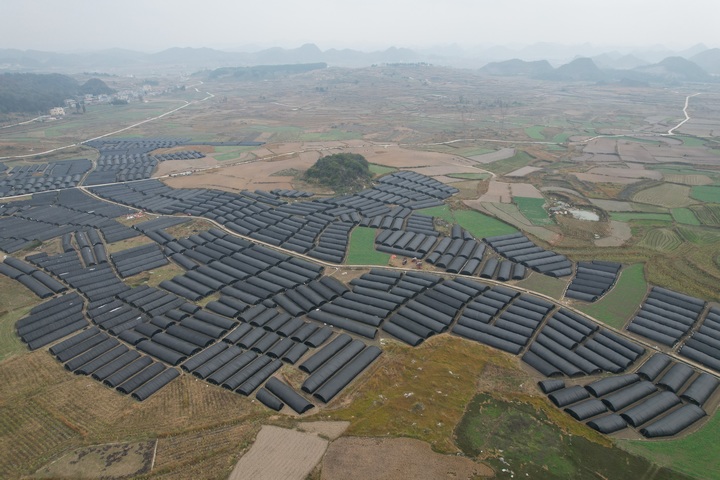 青山村羊肚菌種植基地。