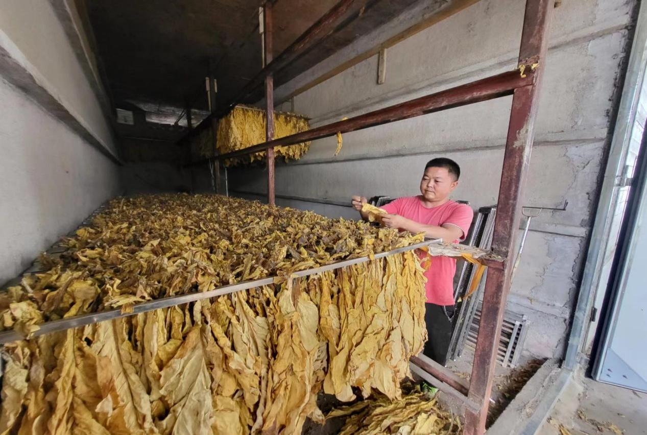 劉靜正在烘房查看煙葉質量。