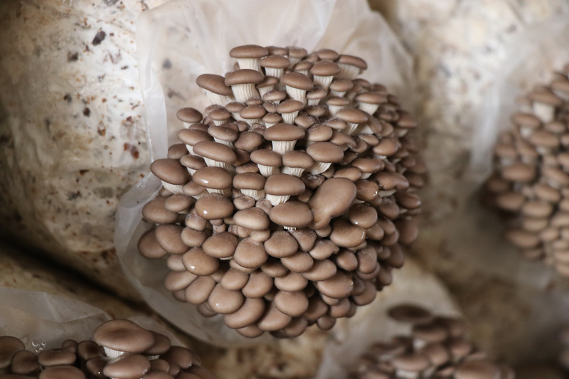 田壩鎮興旺村平菇種植基地的平菇長勢良好。