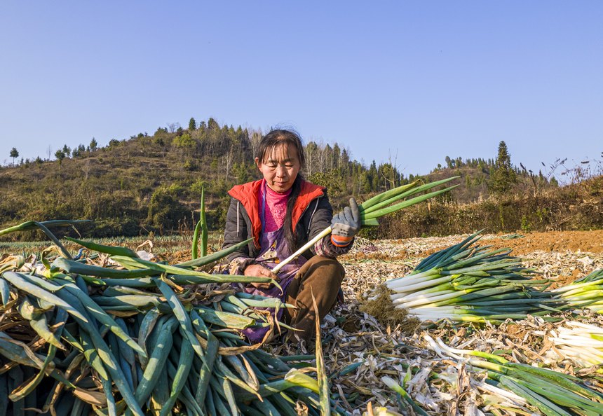 2023年12月20日，貴州省黔西市洪水鎮新橋村大蔥種植基地，村民采收大蔥供應市場（無人機照片）。