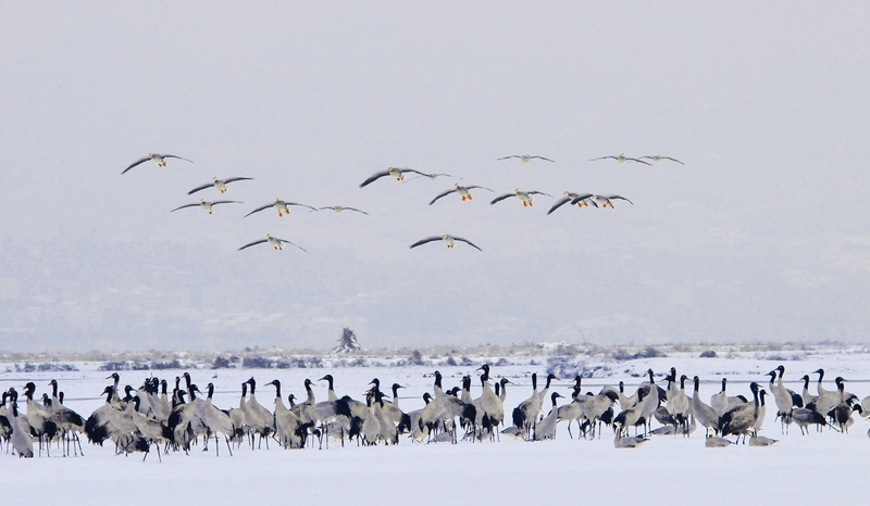 《冬韻》 孔寧康 攝.jpg