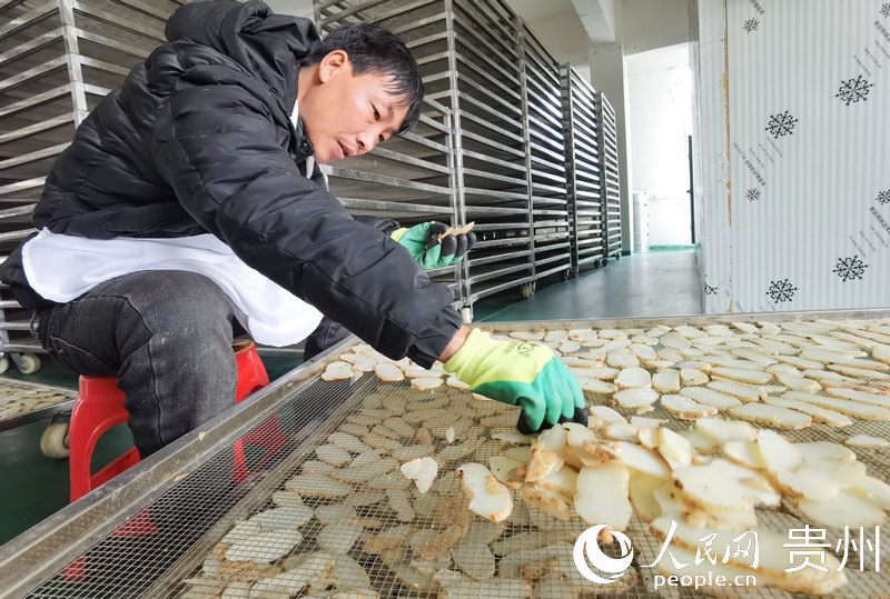 七星關區放珠鎮森茂林業專業合作社內，工人正在擺放切片的天麻。人民網 王秀芳攝