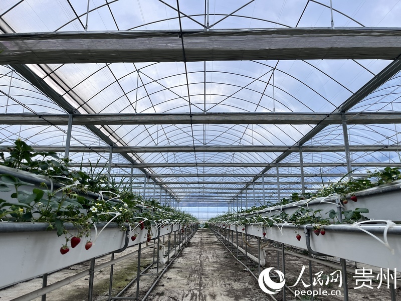 高架草莓排排掛。人民網 陳潔泉攝